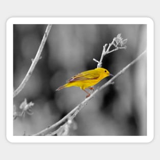 Yellow Warbler Sticker